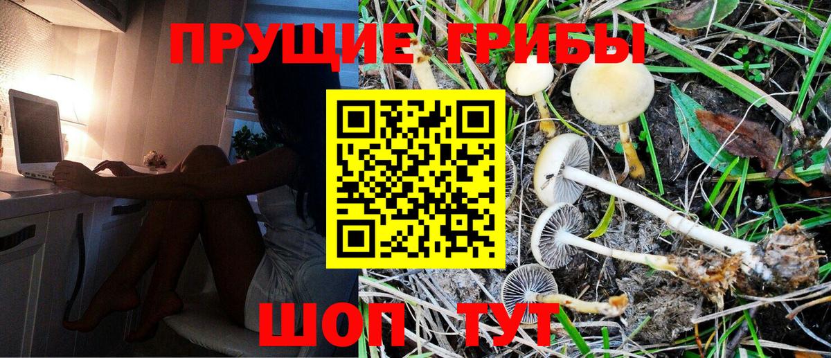 Надым  Псилоцибиновые грибы Psilocybine cubensis  Вход с VPN 